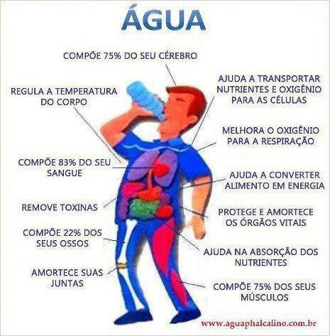 A água no nosso organismo